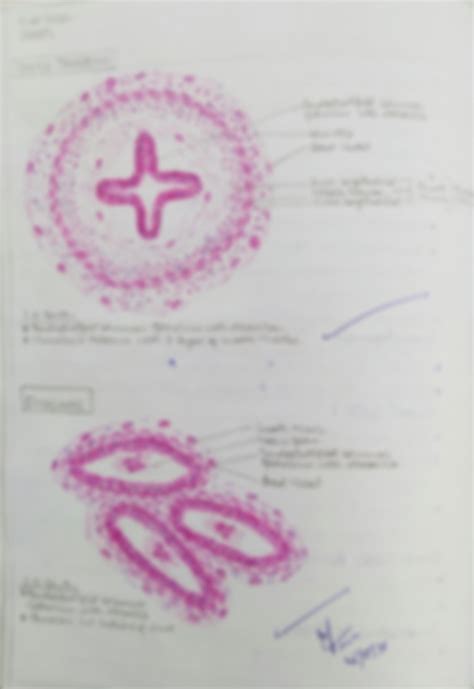 Solution Histology Of Urogenital System Studypool