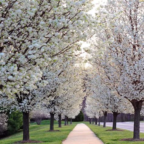 Chanticleer Flowering Pear Pyrus Calleryana Glen S Form Garden