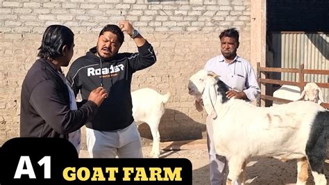 PART II A1 GOAT FARM JODHPUR PIPAD बद बकर पपद जधपर म