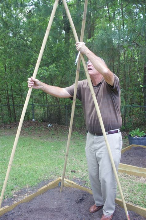 How To Build A Bean Teepee Frame The Everyday Home Pole Beans