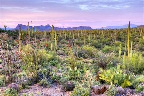 Saguaro National Park meet America's largest cacti