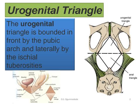 SOLUTION Urogenital Triangles And The Perineum Studypool