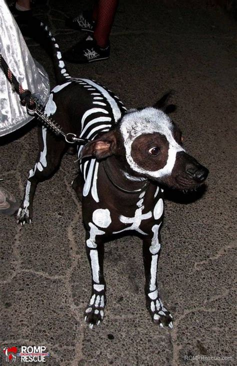 Pet Paint Halloween Costumes - ROMP Italian Greyhound Rescue Chicago