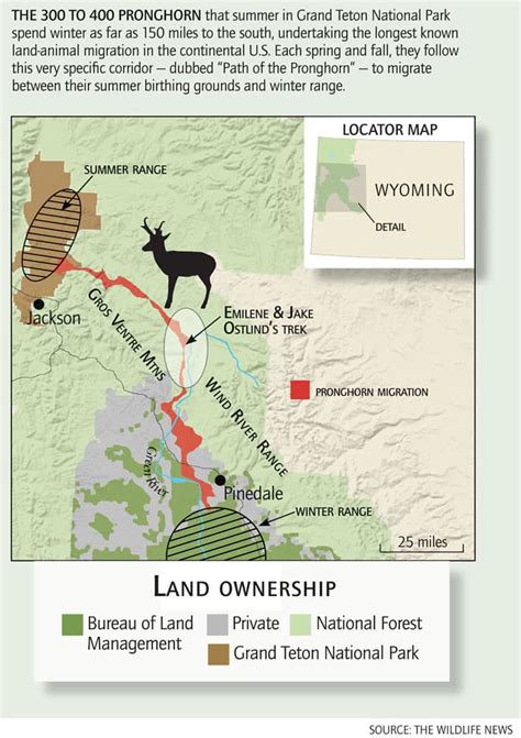 The Perilous Journey Of Wyoming S Migrating Pronghorn Wyofile