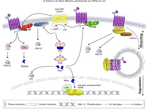 β2 Adrenergic Receptors In Immunity And Inflammation Stressing Nf κb