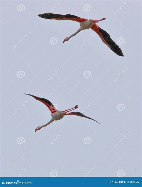 Beautiful Pink Flamingos With Wings Spread Flying In Porto Lagos