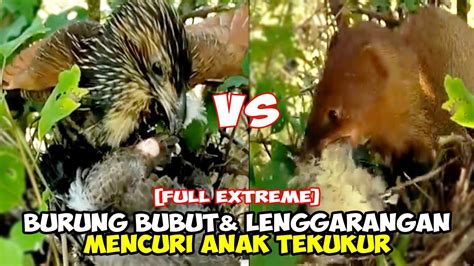 Burung Bubut Dan Lenggarangan Mencuri Anak Burung Tekukur National