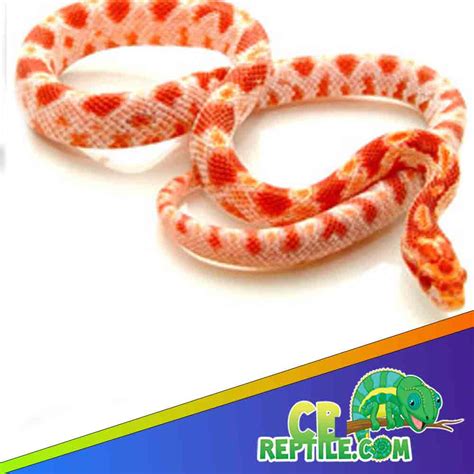Albino Snake