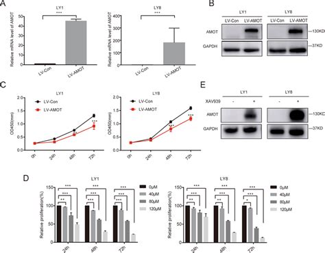 Role Of Amot In Dlbcl Cell Proliferation A B Increased Expression Of Download Scientific