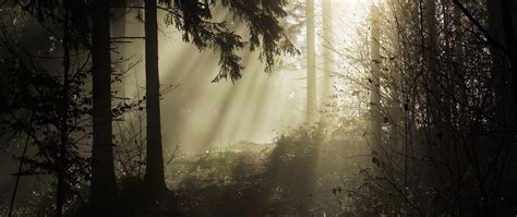 Download Wallpaper 2560x1080 Forest Rays Trees Dual Wide 1080p Hd Background