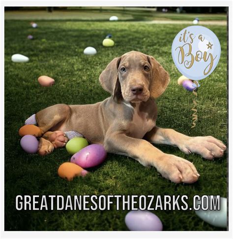 AKC Blue Eyed Male Lilac Tanpoint Great Dane Puppies For Sale In