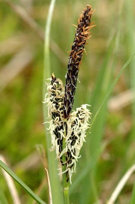 Carex Panicea L Azorean Biodiversity Portal