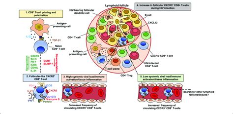 Model Of The Dynamics Of Cxcr5 Cd8 T Cells During Hiv Infection Download Scientific