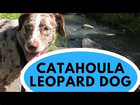 Catahoula Leopard Dog Lab Mix