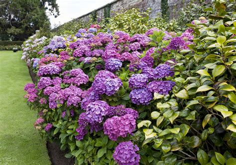 Fab Tips on Shrub Identification: Evergreen and Flowering Shrubs ...