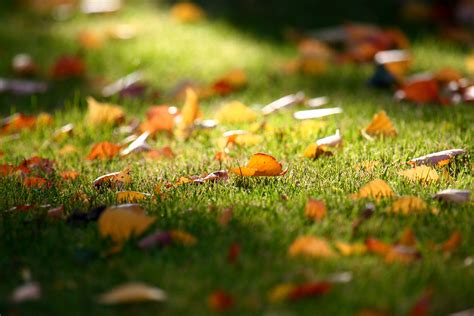 Fallen Leaves Fallen Leaves In My Garden I Got To Use A 10 Flickr