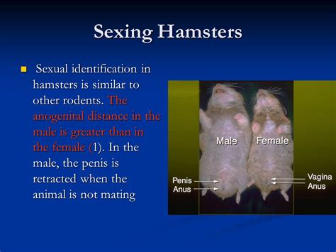 Hamsters Biology And Anatomy Ppt Video Online Download