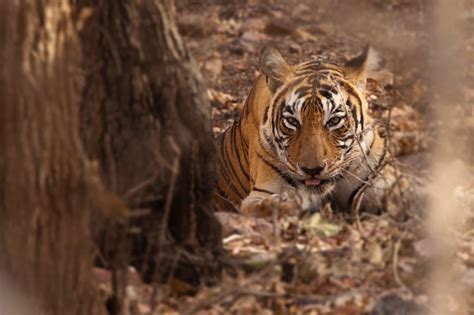 Three tips for Photographing Wildlife in India