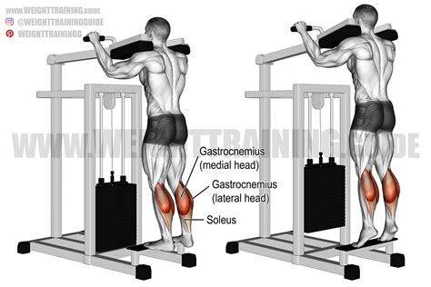 Weighted Calf Raises Off 67