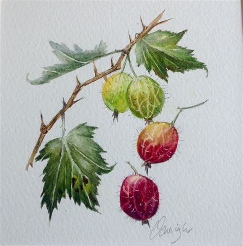 Gooseberry Art For Art Sake Botanical Prints Art