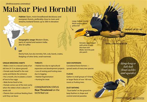 Malabar Pied Hornbill: Facts, Habitat, Threats | Roundglass | Sustain