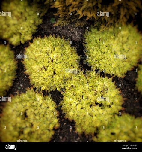 Yellow Heather Plants In Flowerbed Stock Photo Alamy