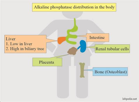 Alkaline phosphatase level (ALP) - Labpedia.net