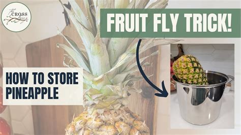 Get Rid Of Fruit Flies How To Store Pineapple Youtube