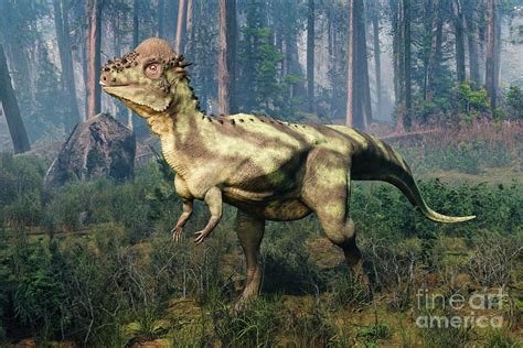 Pachycephalosaurus Dinosaur By Science Photo Library