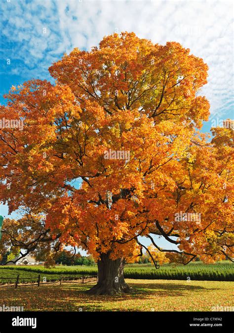 Maple Tree Hi Res Stock Photography And Images Alamy