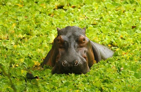 Hippos Repopulate Pablo Escobar’s Legacy at His Multimillion-Dollar Mansion