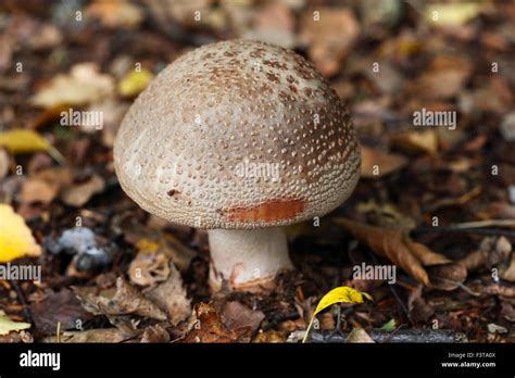 The Blusher Mushroom Amanita Rubescens Stock Photo Alamy