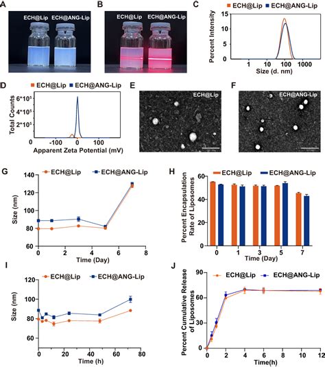 Lrp Targeted Echinacoside Loaded Liposomes For Parkinsons Disease Ijn