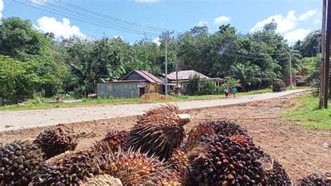 Petani Kelapa Sawit Di Bengkulu Galau Harga Tbs Sawit Tinggi Tapi