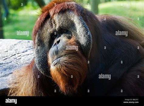 Male Orangutans Hi Res Stock Photography And Images Alamy