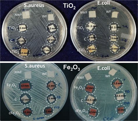 Zone Of Inhibition By A Gram Negative E Coli And B Gram Positive