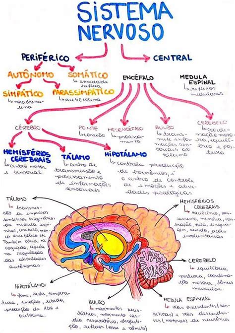 Resumo de Sistema Nervoso Periférico e Central Anatomia Veterinária I