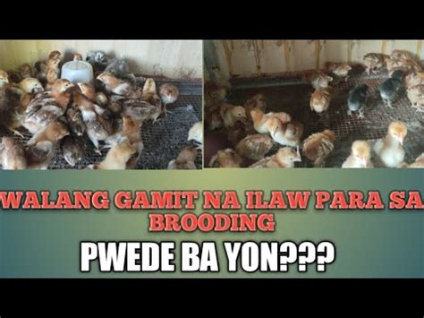 PAANO MAG ALAGA NG SISIW NG MANOK MAGANDANG PARAAN NG PAG AALAGA NG