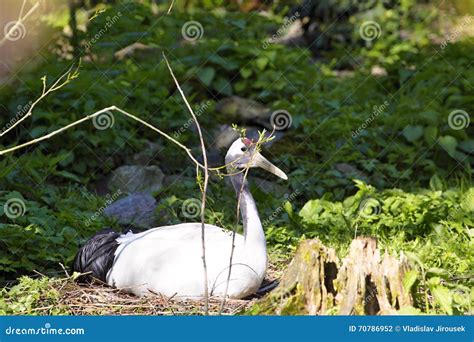 Rare Red Crowned Cranegrus Japonensis In Nest Stock Photo Image Of