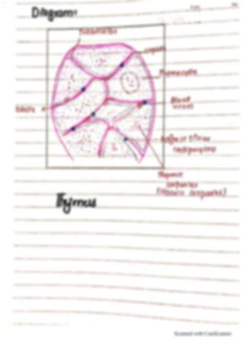 SOLUTION Vascular System Handwritten Notes Studypool