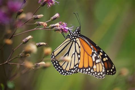 Pollinators Florida Wildflower Foundation