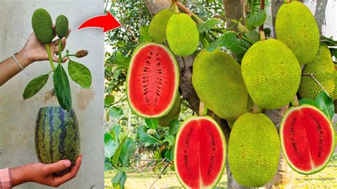 Watermelon With Jackfruit How I Grafting Jackfruit Tree With Watermelon