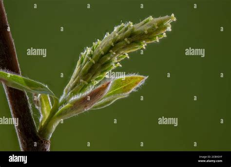 White Willow Salix Alba Hi Res Stock Photography And Images Alamy