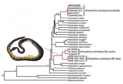 Beaked Sea Snake Classification