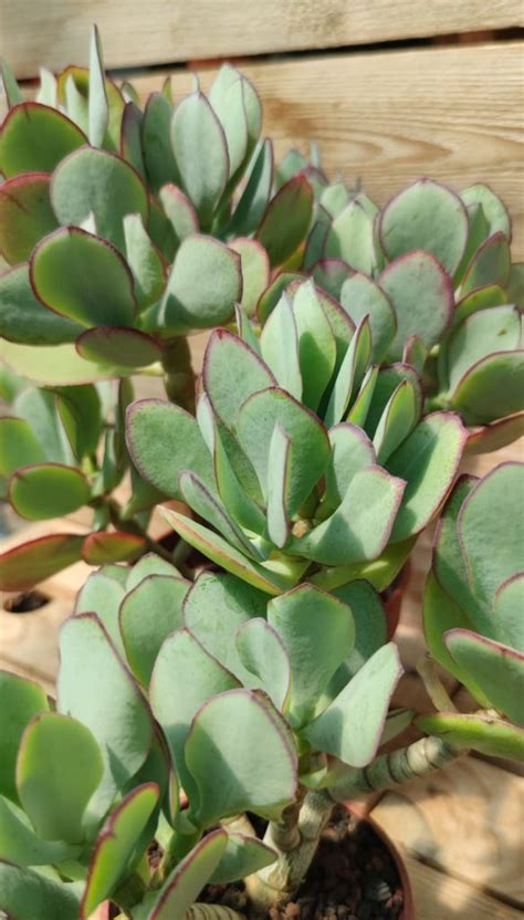 Crassula Arborescens Ssp Undulatifolia Blue Bird