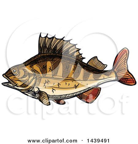 Clipart Of A Sketched And Colored Perch Fish Royalty Free Vector