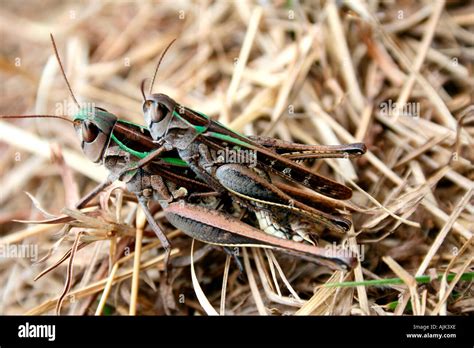 Grasshopper Eggs Stock Photos & Grasshopper Eggs Stock Images - Alamy