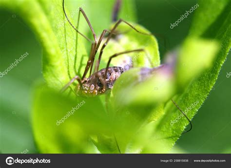 Harvestmen Opiliones Daddy Long Legs View Underside Stock Photo By