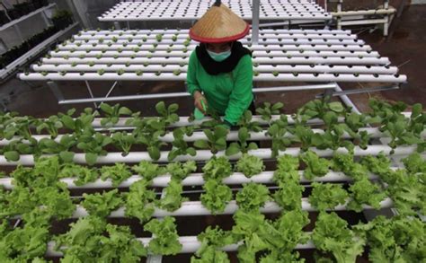 Mengenal Urban Farming Solusi Ketahanan Pangan Di Kota Padat Penduduk