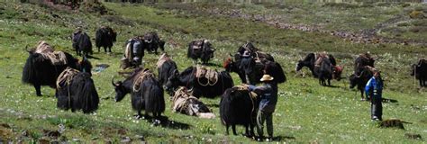 Yak Pack Animals Trekking In Bhutan Bhutan Acorn Tours And Travel